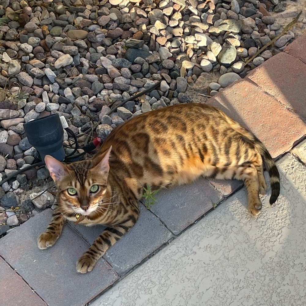 Meet your Posher, Fauzia